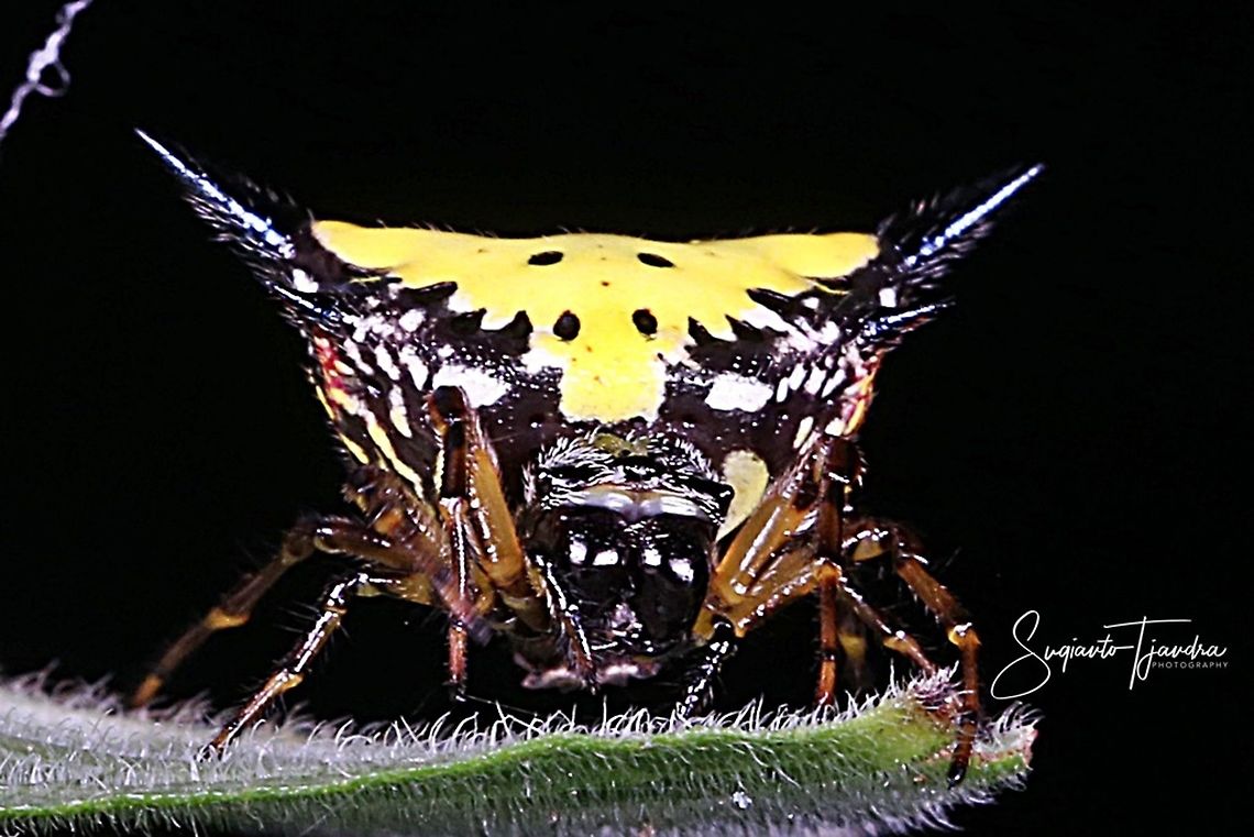 Hasselt's spiny spider, Gasteracantha hasselti, Araneidae Sp.  Gasteracantha hasselti,Geotagged,Hasselt's spiny spider,Indonesia,Winter