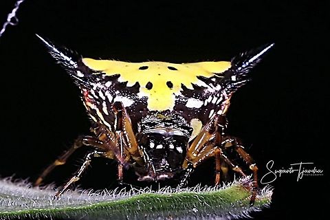 Hasselt's spiny spider, Gasteracantha hasselti, Araneidae Sp.  Gasteracantha hasselti,Geotagged,Hasselt's spiny spider,Indonesia,Winter
