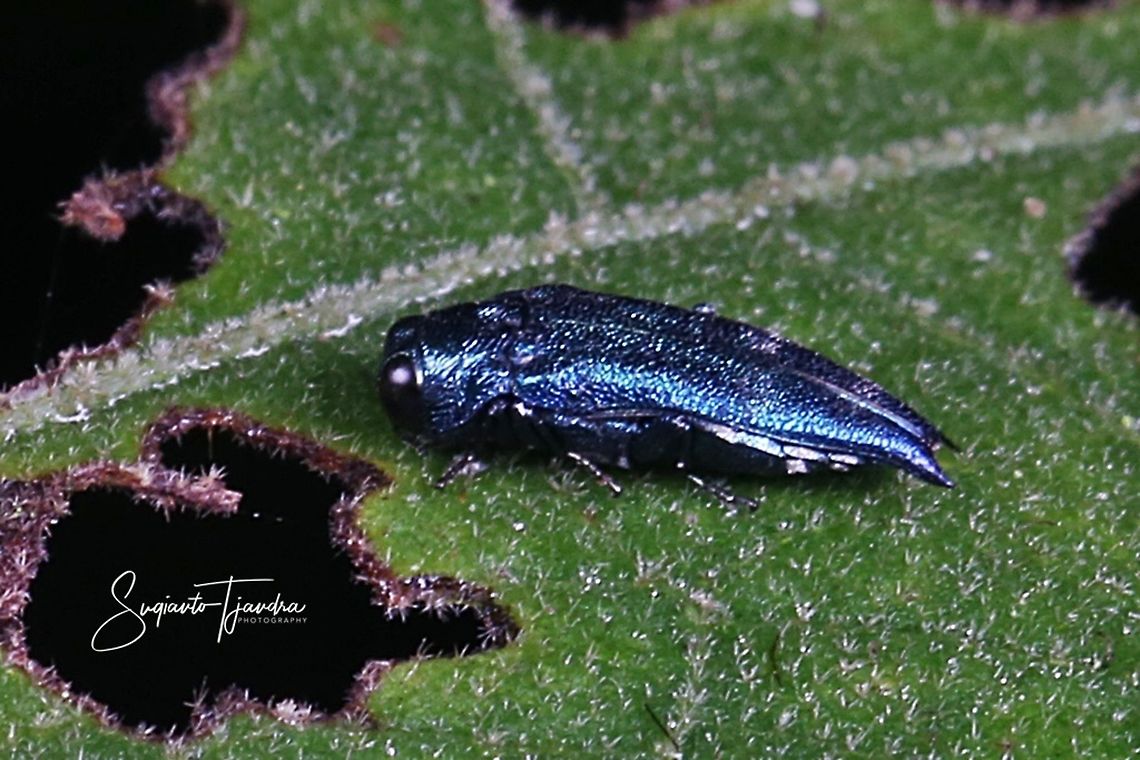 Buprestidae beetle  Geotagged,Indonesia,Winter