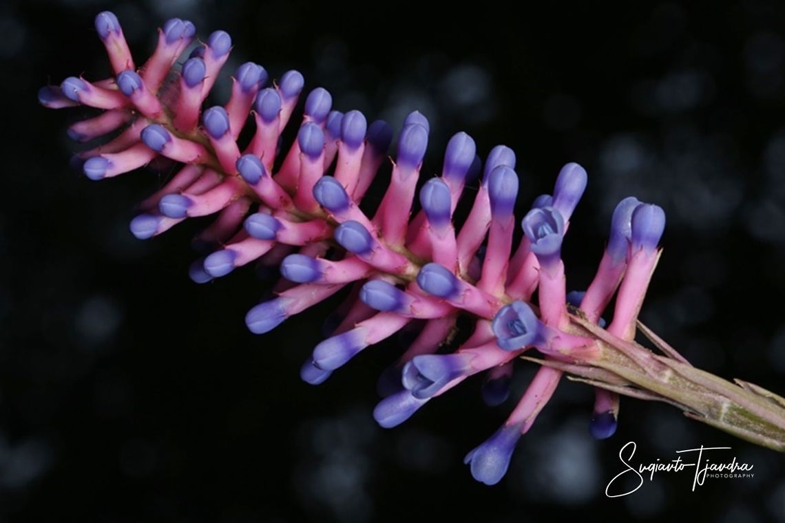 Bromiliads flower  Geotagged,Indonesia,Spring