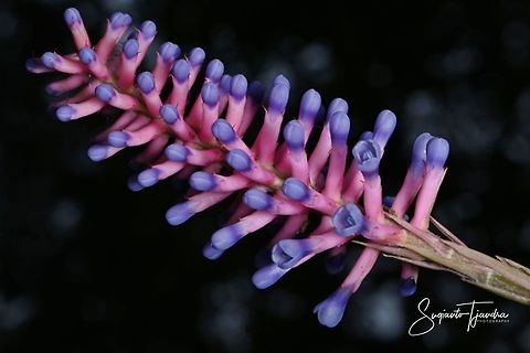 Bromiliads flower  Geotagged,Indonesia,Spring