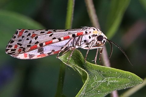 The Crimson-speckled Flunkey (Utetheisa pulchella)  Crimson speckled footman,Geotagged,Indonesia,Spring,Utetheisa pulchella