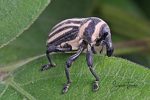 Stripped Bean Weevil  Geotagged,Indonesia,Spring