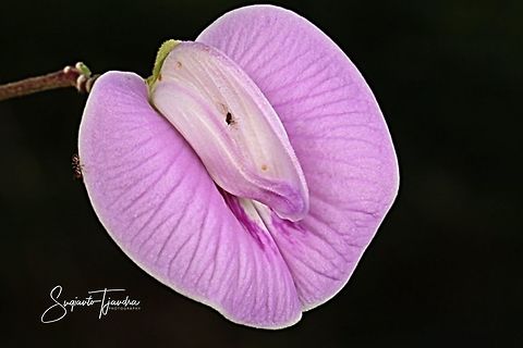 Spurred Butterfly pea flower, Centrosema virginianum  Centrosema virginianum,Geotagged,Indonesia,Spring,Spurred Butterfly Pea
