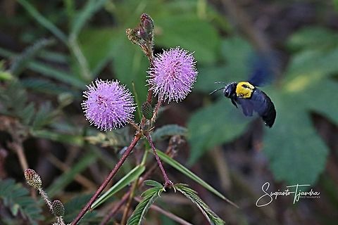 Black Gold Carpenter Bee Xylocopa confusa  Geotagged,Indonesia,Spring,Xylocopa confusa