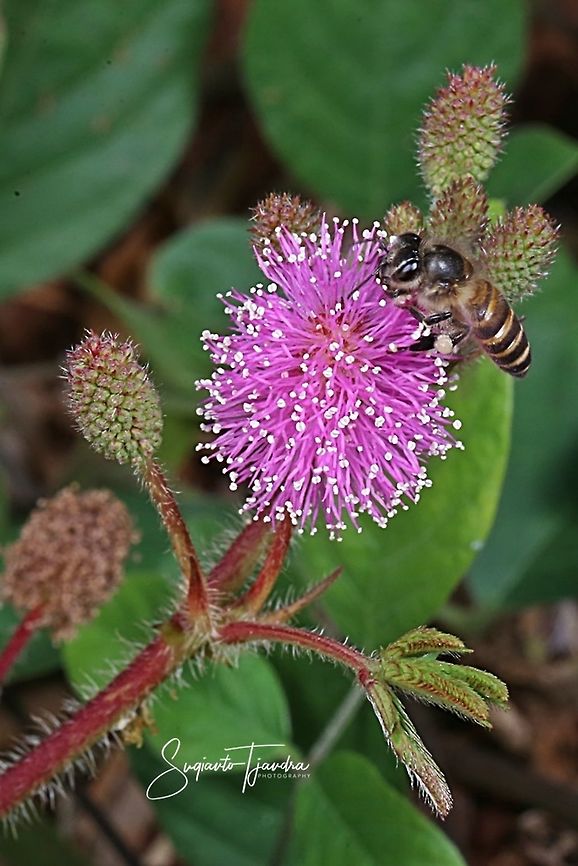 Honey Bee  Geotagged,Indonesia,Spring