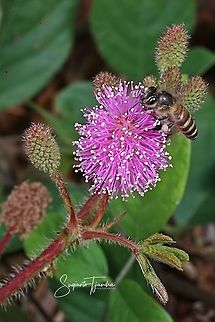 Honey Bee  Geotagged,Indonesia,Spring