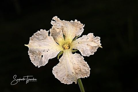 Lagenaria siceraria flower  Bottle gourd,Geotagged,Indonesia,Lagenaria siceraria,Spring