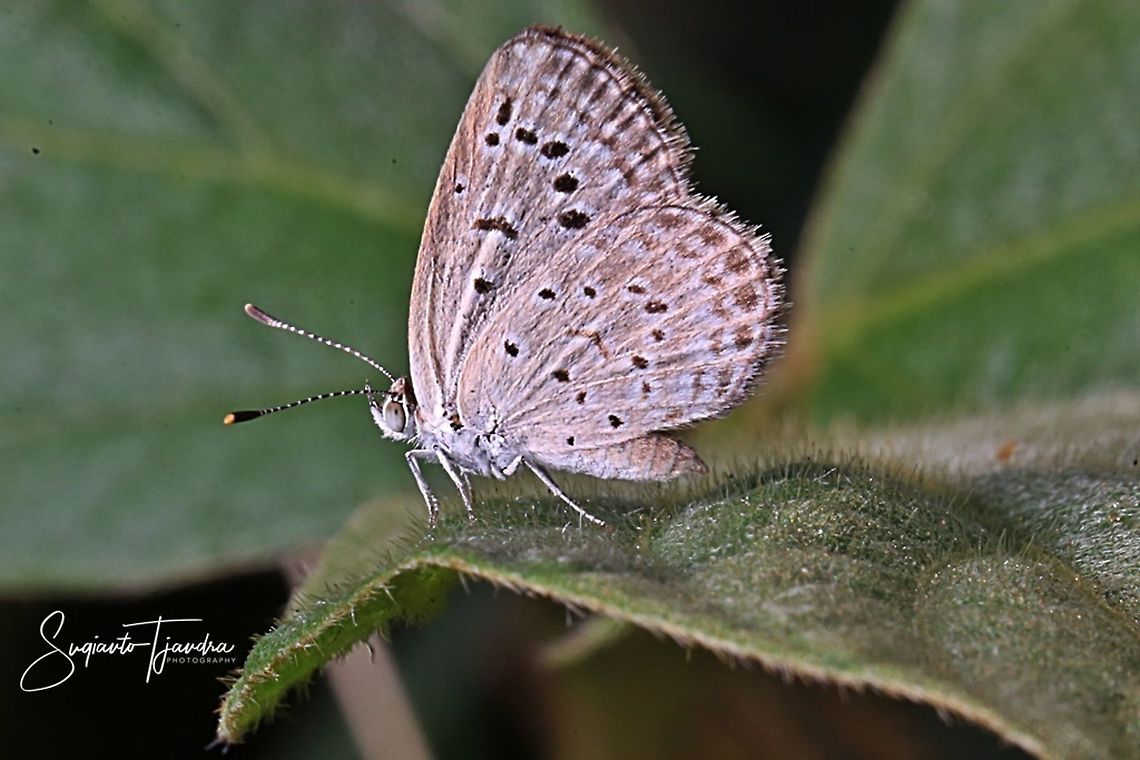 Pale Grass Blue, Zizeeria maha serica  Geotagged,Indonesia,Pale grass blue,Pseudozizeeria maha,Spring