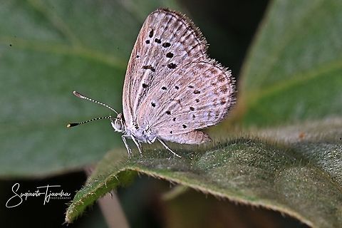 Pale Grass Blue, Zizeeria maha serica  Geotagged,Indonesia,Pale grass blue,Pseudozizeeria maha,Spring