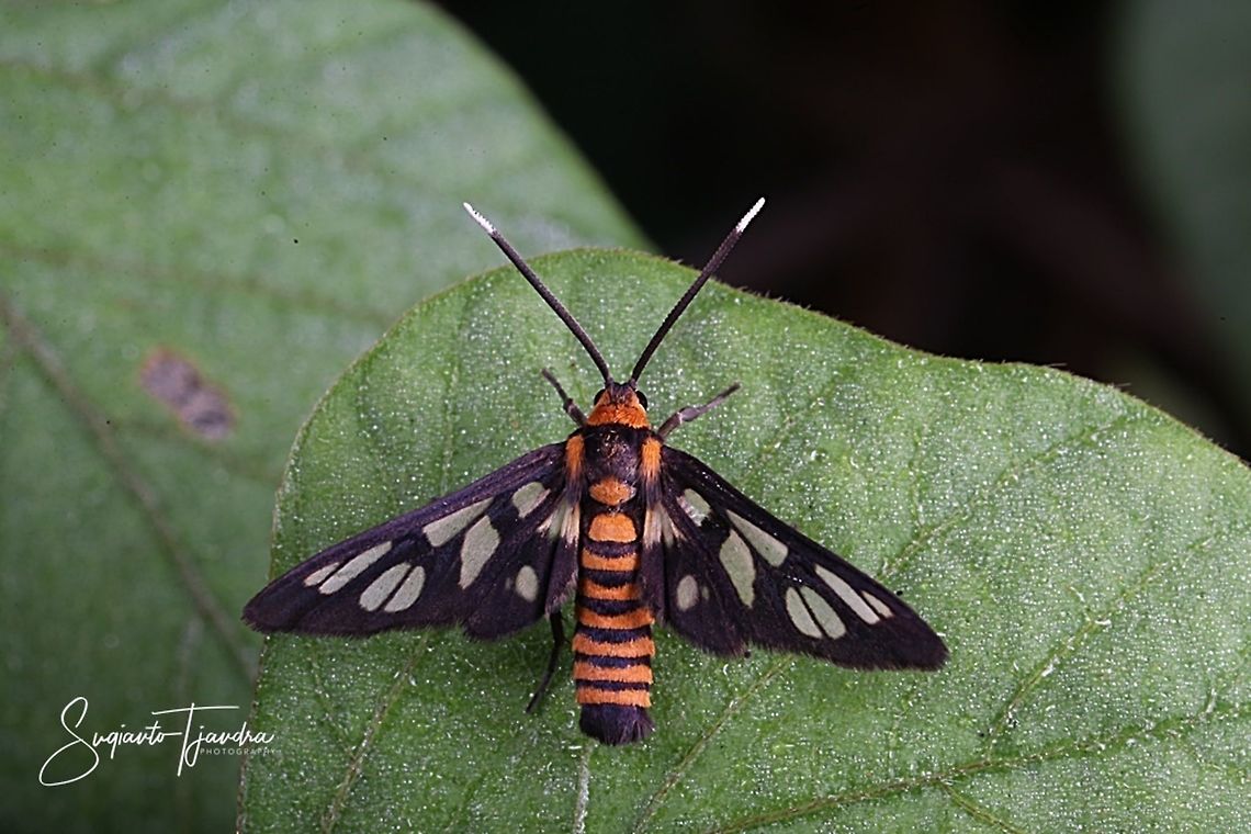 Orange spotted Tiger Moth - Amata huebneri (Huebner's Wasp Moth)  Amata huebneri,Geotagged,Hübner's Wasp Moth,Indonesia,Spring