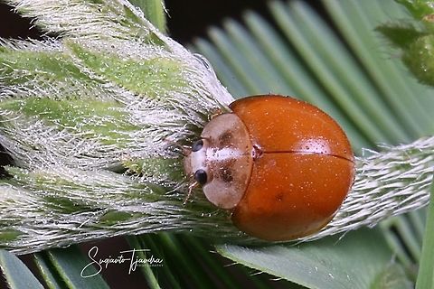 Common Australian Ladybird - Coelophora inaequalis  Coccinellidae,Coelophora,Coelophora inaequalis,Common Australian Ladybird,Geotagged,Indonesia,Ladybird,Spring