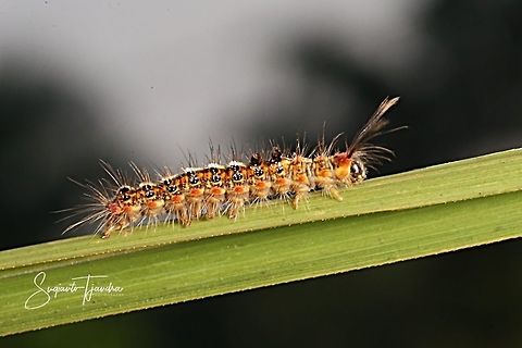 Caterpillar  Geotagged,Indonesia,Spring