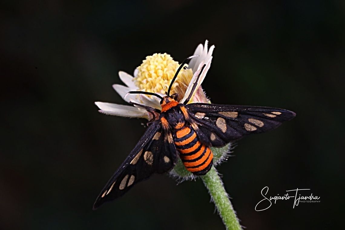 Orange spotted Tiger Moth - Amata huebneri (Huebner's Wasp Moth)  Amata huebneri,Geotagged,Hübner's Wasp Moth,Indonesia,Spring
