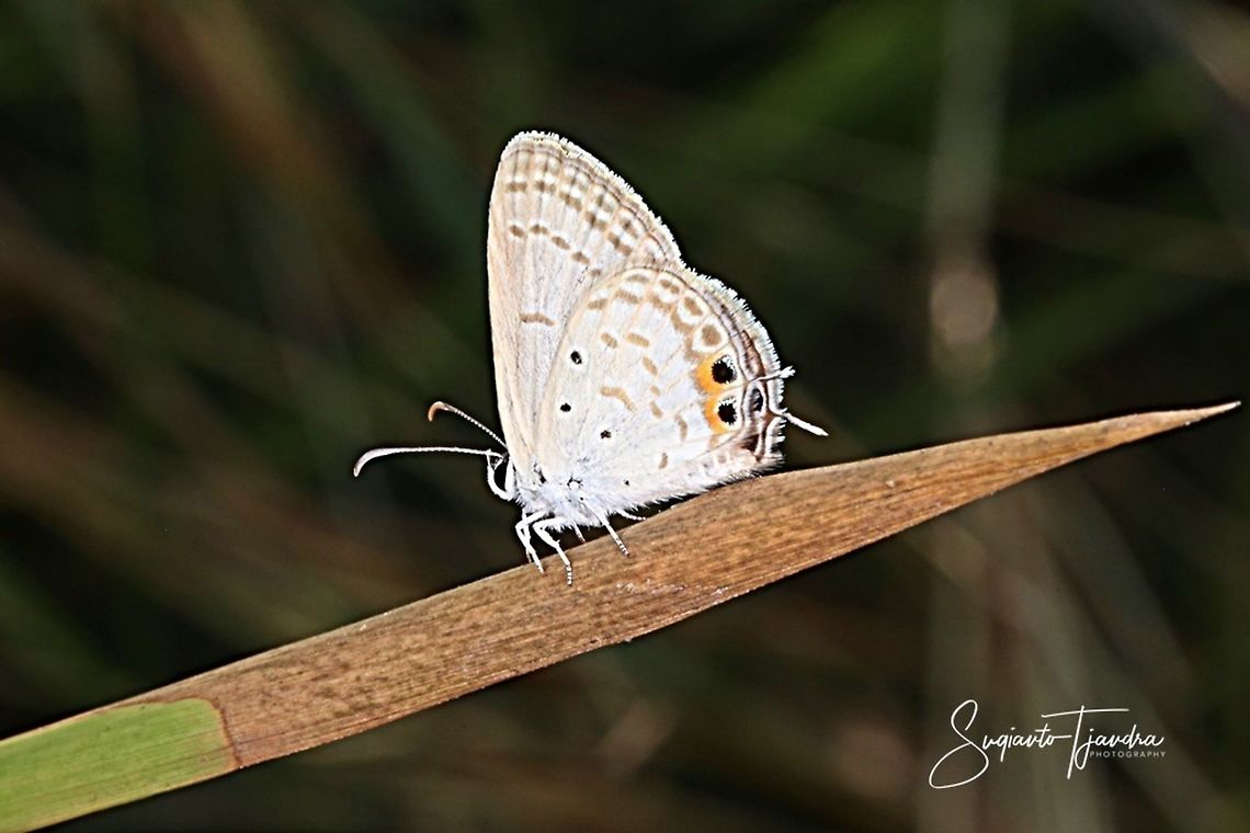 Chilades pandava pandava  Chilades pandava,Geotagged,Indonesia,Plains Cupid,Spring