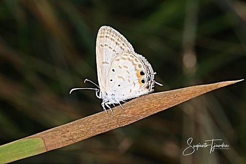 Chilades pandava pandava  Chilades pandava,Geotagged,Indonesia,Plains Cupid,Spring