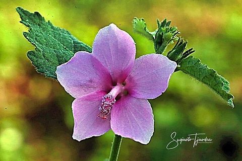 Native flower (unknown ID)  Geotagged,Indonesia,Spring