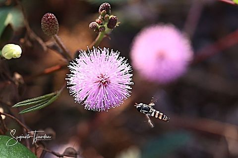 Hover fly