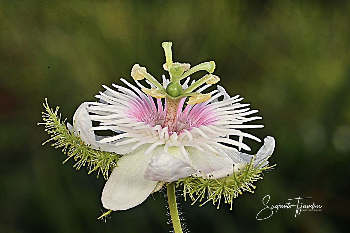 Stinking passionflower (Passiflora foetida)  Geotagged,Indonesia,Passiflora foetida,Spring,Stinking passionflower