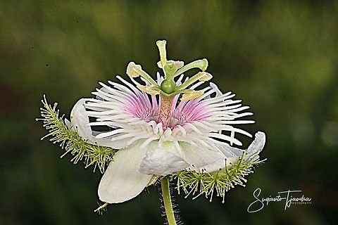 Stinking passionflower (Passiflora foetida)  Geotagged,Indonesia,Passiflora foetida,Spring,Stinking passionflower
