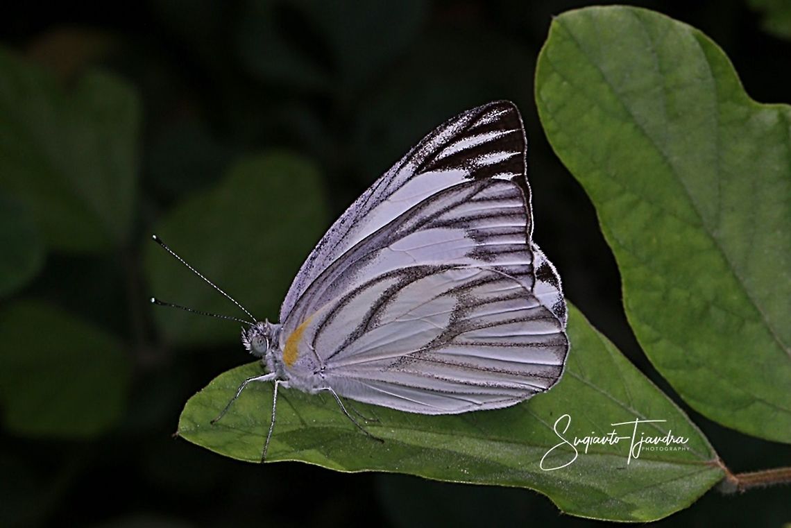 Butterfly - Striped Albatross, Appias libythea  Appias libythea,Geotagged,Indonesia,Spring,Striped albatross