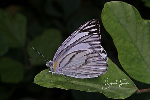 Butterfly - Striped Albatross, Appias libythea  Appias libythea,Geotagged,Indonesia,Spring,Striped albatross