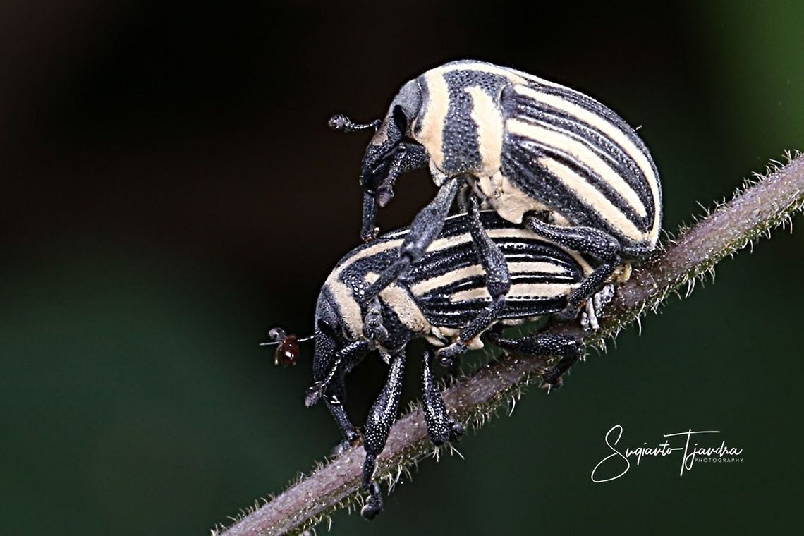 Stripped bean weevil "mating"  Geotagged,Indonesia,Spring