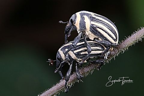 Stripped bean weevil "mating"  Geotagged,Indonesia,Spring