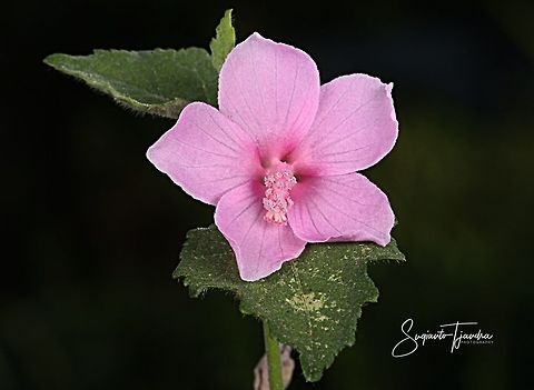 Unknown ID/flower in Bushes  Geotagged,Indonesia,Spring