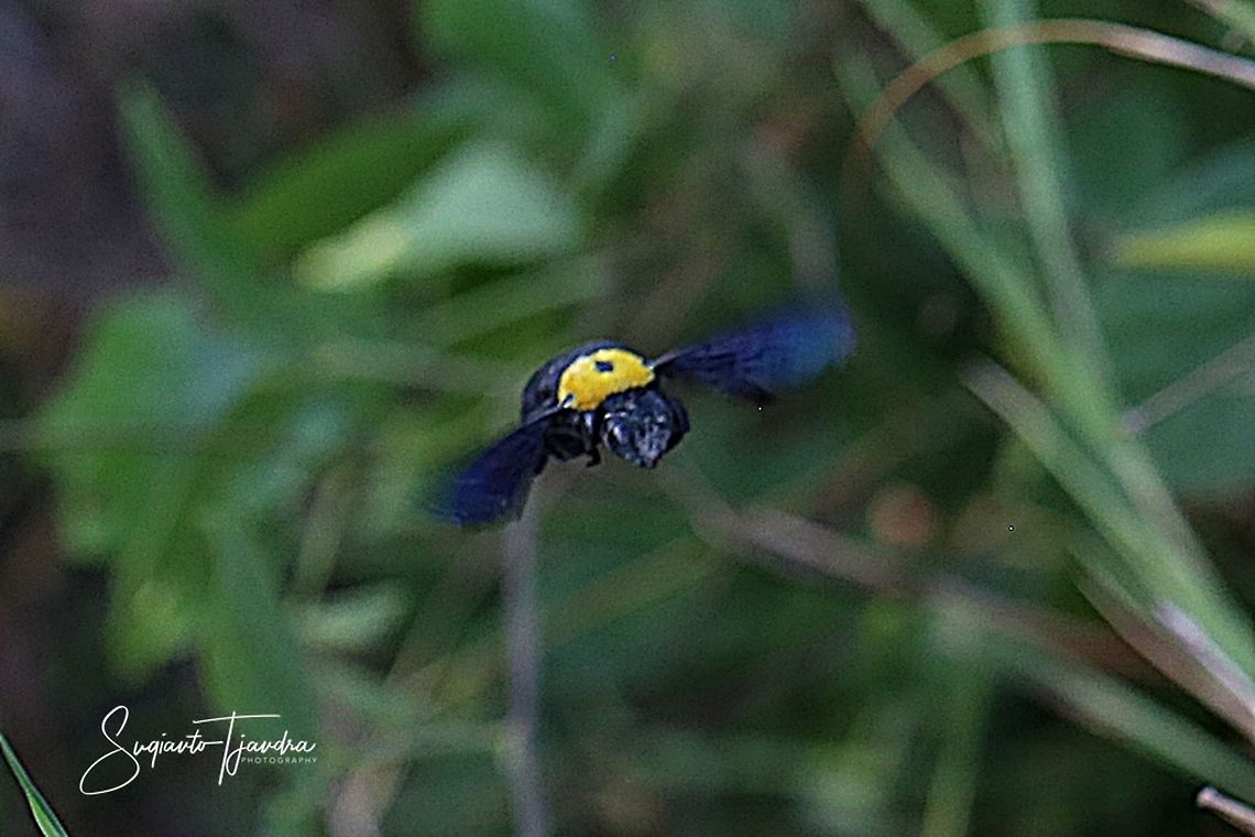 Black Gold Carpenter Bee Xylocopa confusa  Geotagged,Indonesia,Spring,Xylocopa confusa