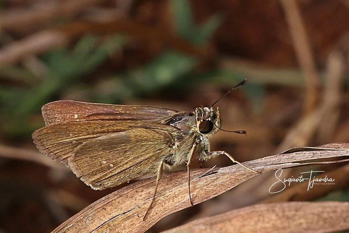 Skipper Butterfly  Geotagged,Indonesia,Spring
