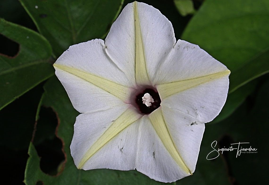 Ipomoea alba &ldquo;Moonflower&rdquo;  Geotagged,Indonesia,Ipomoea alba,Spring