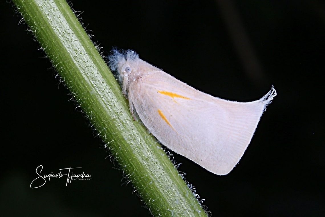 Lawana Candida, Flatidae  Geotagged,Indonesia,Lawana candida,Spring