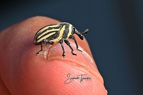Stripped bean weevil  Geotagged,Indonesia,Spring