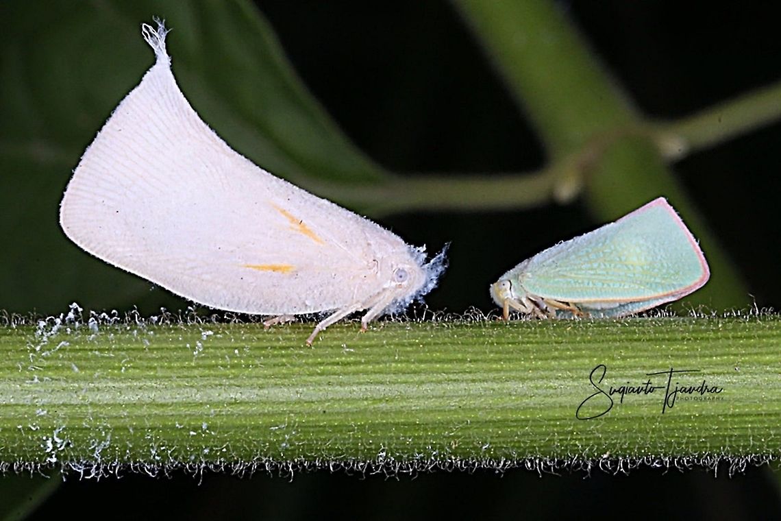 Planthopper, Lawana Candida, Flatidae  Geotagged,Indonesia,Lawana candida,Spring