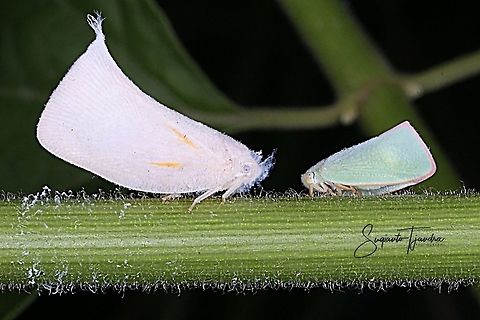 Planthopper, Lawana Candida, Flatidae  Geotagged,Indonesia,Lawana candida,Spring