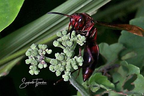 Red paper wasp  Geotagged,Indonesia,Spring