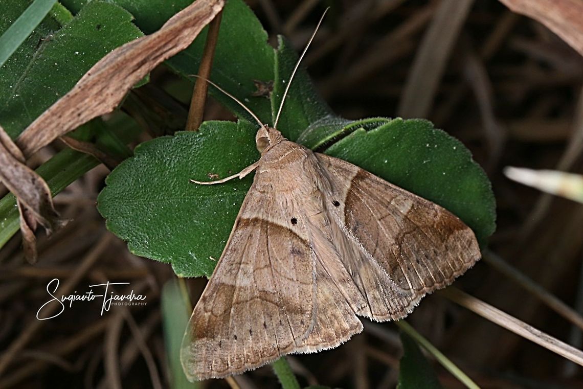 Moth (Unknown ID)