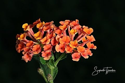 Lantana Camara, family of Verbenaceae  Geotagged,Indonesia,Lantana camara,Spanish Flag,Spring