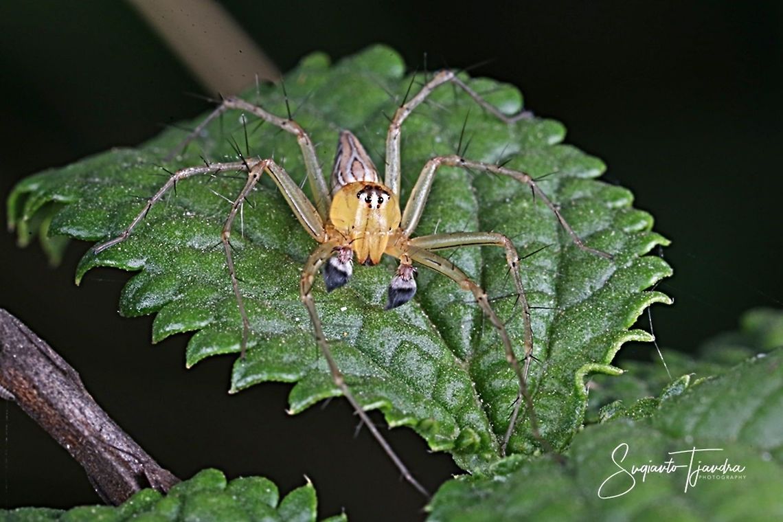 Male striped Lynx Spider, Oxyopes salticus (Oxyopidae Sp)  Geotagged,Indonesia,Oxyopes variabilis,Spring,Yellow Lynx Spider