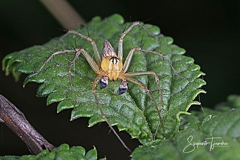 Male striped Lynx Spider, Oxyopes salticus (Oxyopidae Sp)  Geotagged,Indonesia,Oxyopes variabilis,Spring,Yellow Lynx Spider