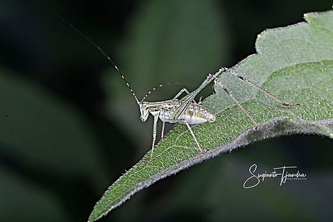 Katydid Nymph  Geotagged,Indonesia,Spring