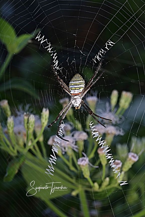 Orb weaver spider, Argiope aemula (Argiope Sp)  Argiope aemula,Geotagged,Indonesia,Spring