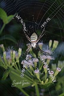Orb weaver spider, Argiope aemula (Argiope Sp)  Argiope aemula,Geotagged,Indonesia,Spring