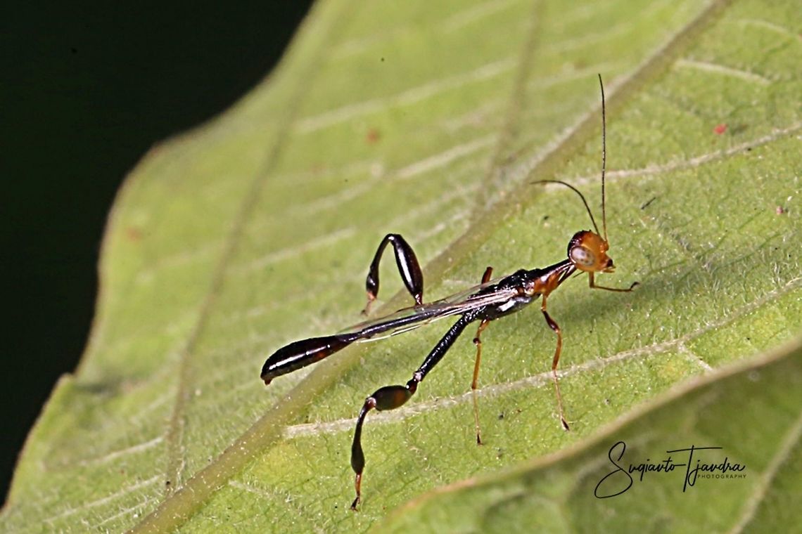 The Crown Wasp (Stephanidae)  Geotagged,Indonesia,Spring