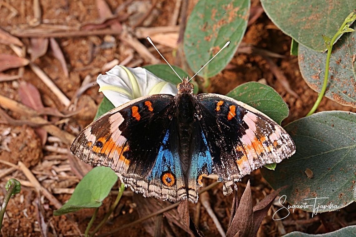 Blue pansy butterfly, Junonia orithya - male  Geotagged,Indonesia,Junonia orithya,Spring