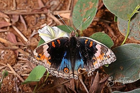 Blue pansy butterfly, Junonia orithya - male  Geotagged,Indonesia,Junonia orithya,Spring