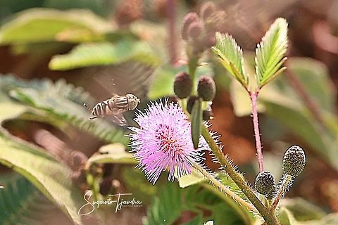 Big-headed Hoverfly, Eristalinus megacephalus sp  Eristalinus megacephalus,Geotagged,Indonesia,Spring