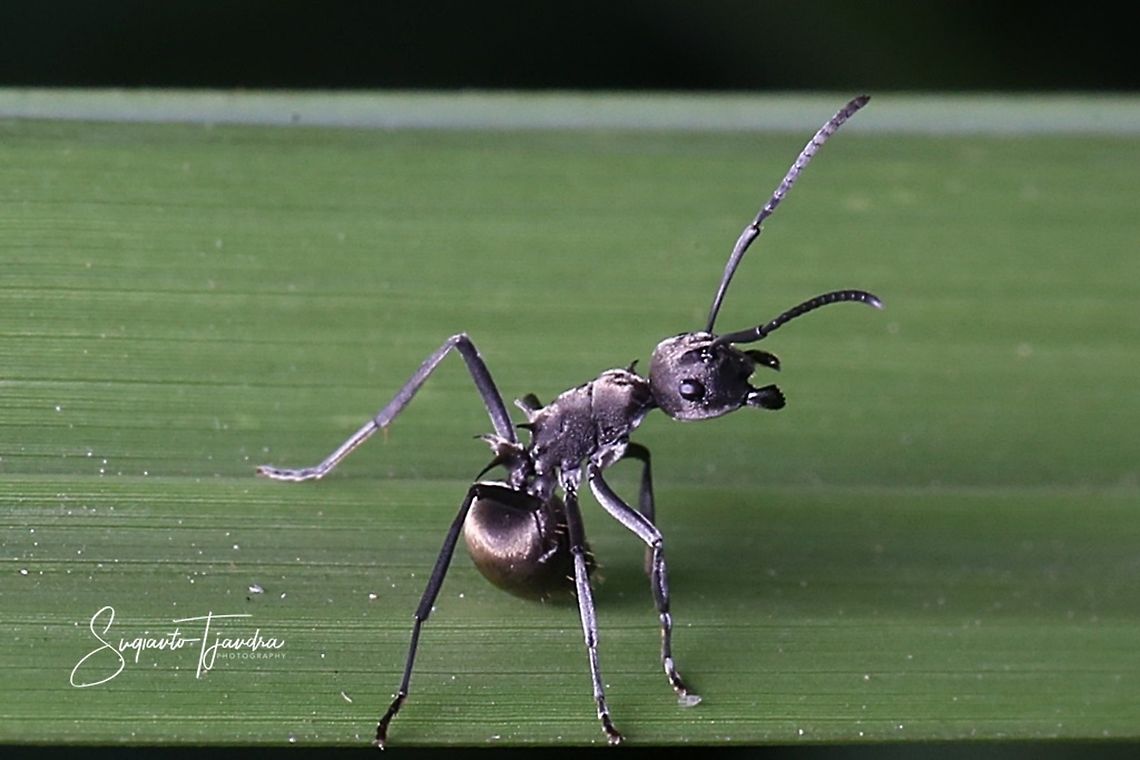 Black Ant, Polyrhachis sp  Geotagged,Golden weaver ant,Indonesia,Polyrhachis ammon,Polyrhachis dives,Spring