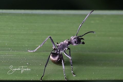Black Ant, Polyrhachis sp  Geotagged,Golden weaver ant,Indonesia,Polyrhachis ammon,Polyrhachis dives,Spring